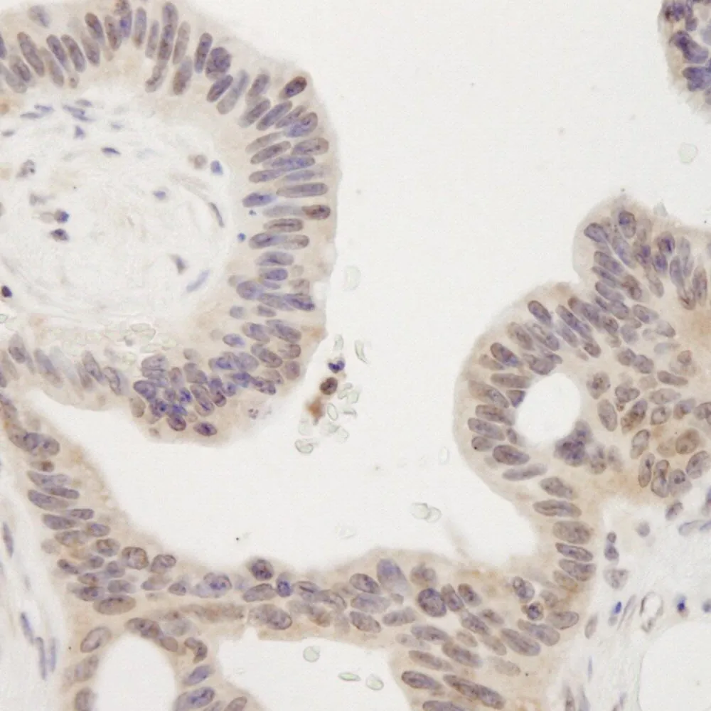 Rabbit anti-JMJD2A IHC Antibody, Affinity Purified