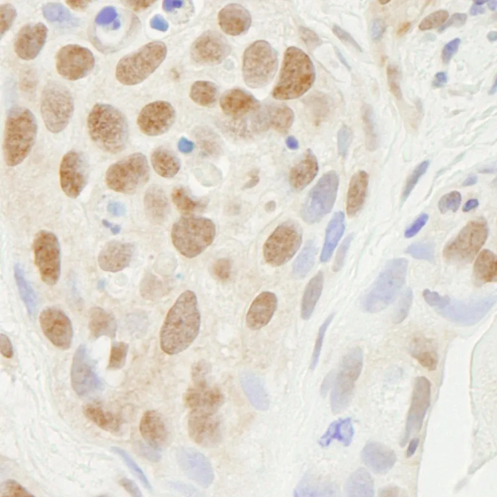 Rabbit anti-SUPT5H IHC Antibody, Affinity Purified