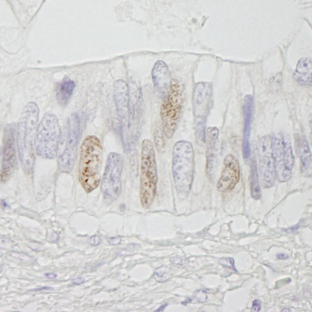 Rabbit anti-APC IHC Antibody, affinity purified