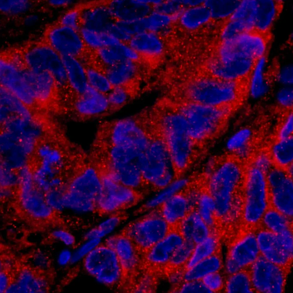 Rabbit anti-PTPN12 IHC Antibody, affinity purified