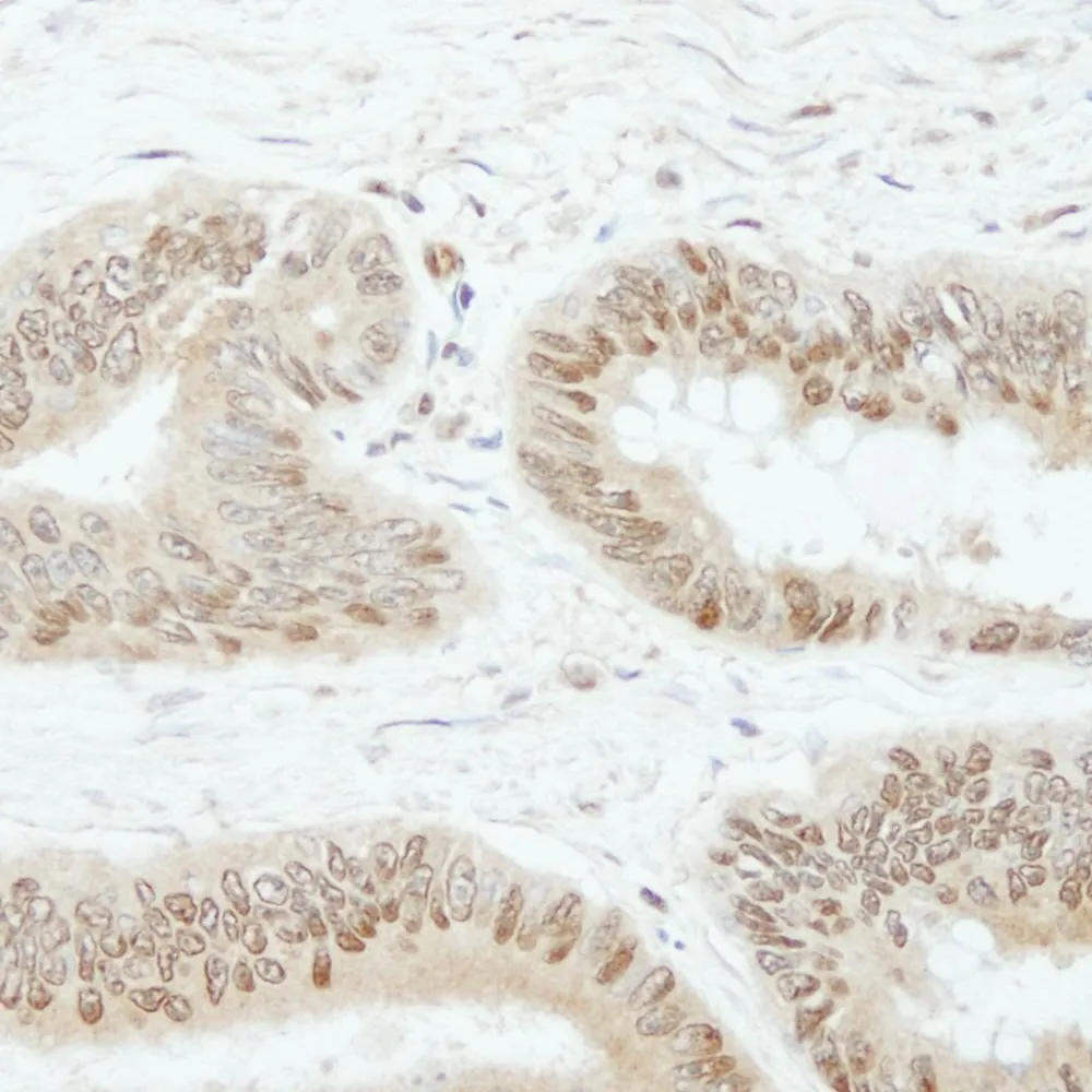 Rabbit anti-SSH3  IHC Antibody, affinity purified