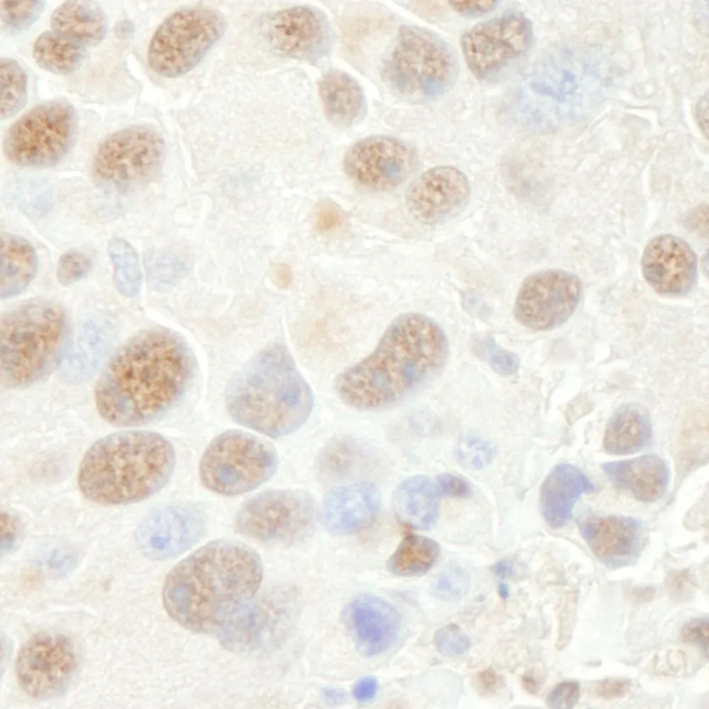 Rabbit anti-CPSF68 IHC Antibody, Affinity Purified