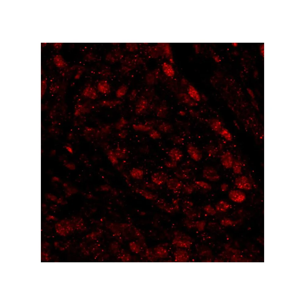 Rabbit anti-PARP1 IHC Antibody, Affinity Purified