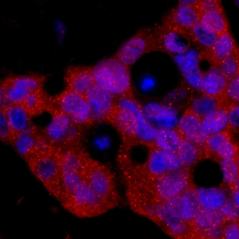 Rabbit anti-FKBP4/FKBP52 IHC Antibody, Affinity Purified