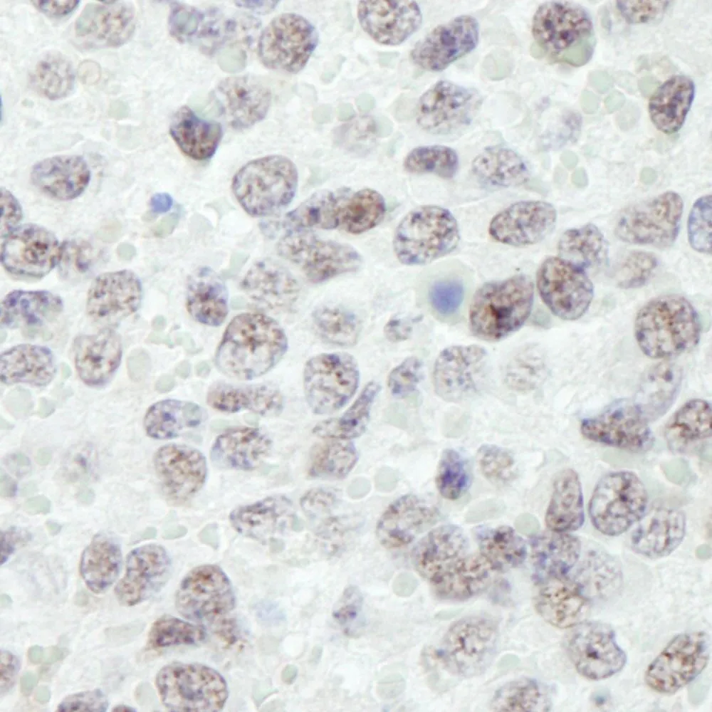 Rabbit anti-RanBP3 IHC Antibody, Affinity Purified