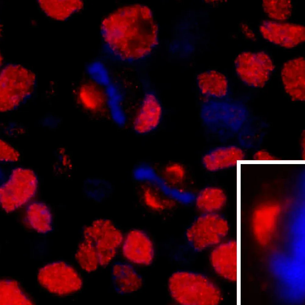Rabbit anti-NUMA IHC Antibody, Affinity Purified
