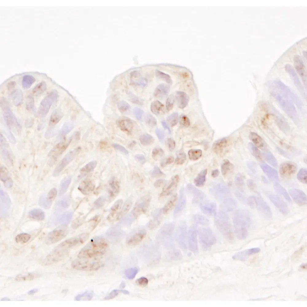 Rabbit anti-MBD4 IHC Antibody, Affinity Purified