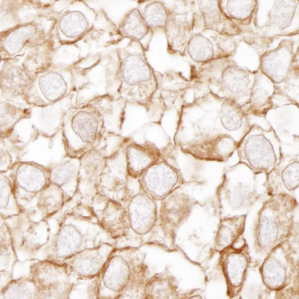 Rabbit anti-eEF2 IHC Antibody, Affinity Purified