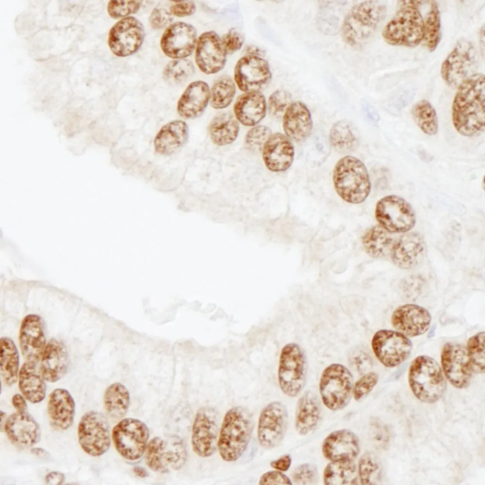 Rabbit anti-CREB IHC Antibody, Affinity Purified