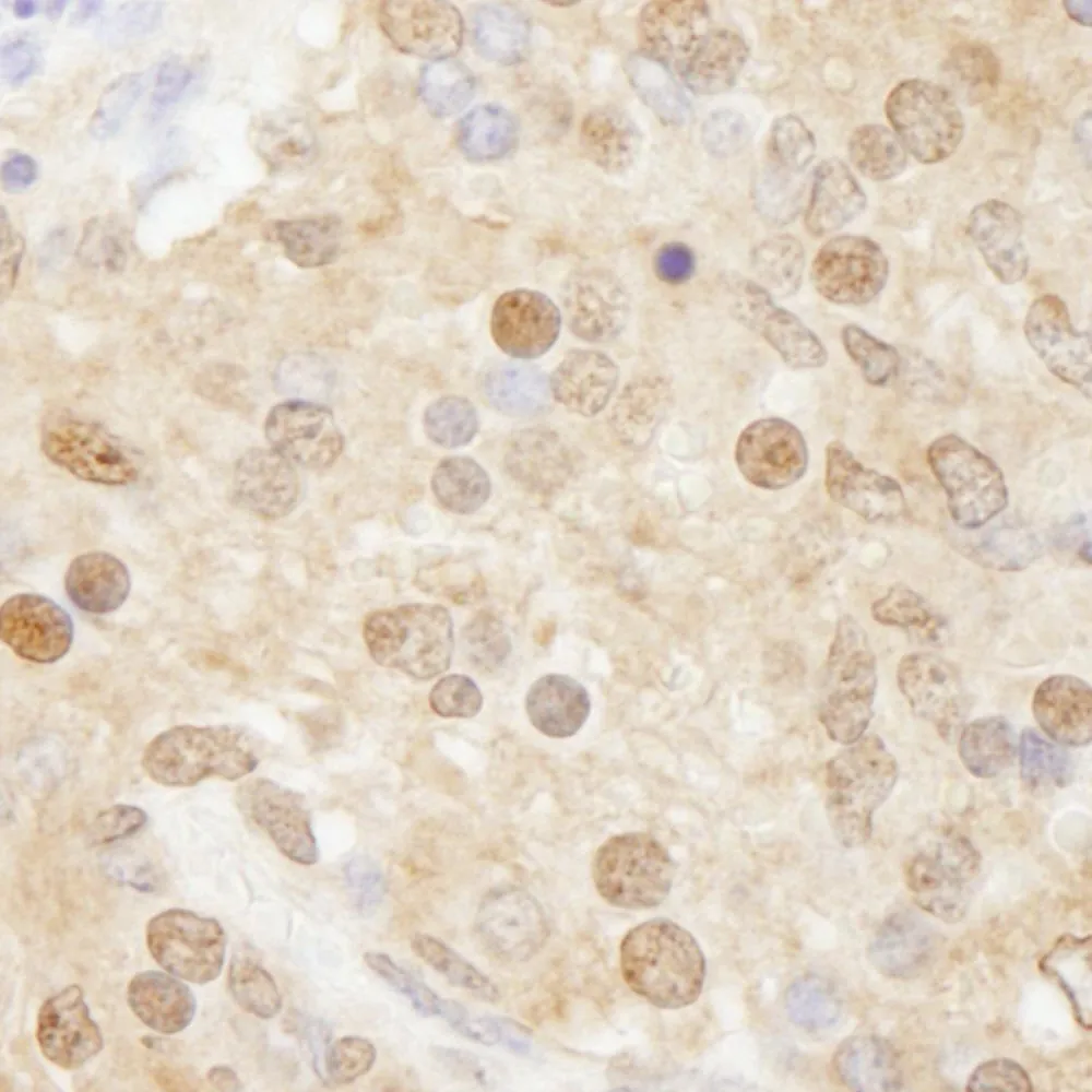 Rabbit anti-WDR77/MEP50 IHC Antibody, Affinity Purified