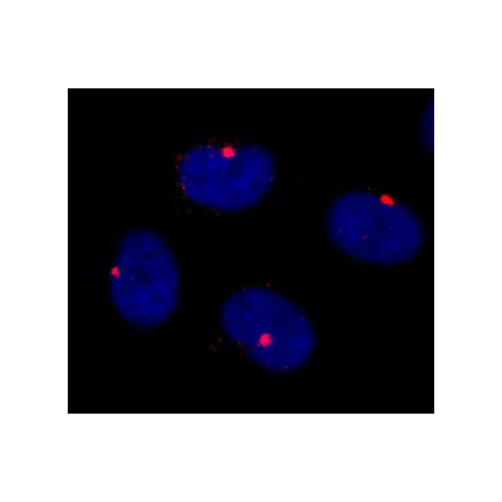 Rabbit anti-CEP290 IHC Antibody, affinity purified