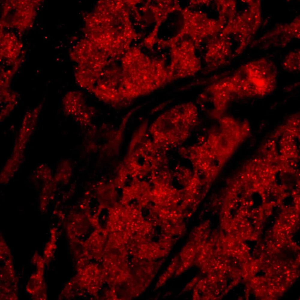 Rabbit anti-Rad9 IHC Antibody, Affinity Purified