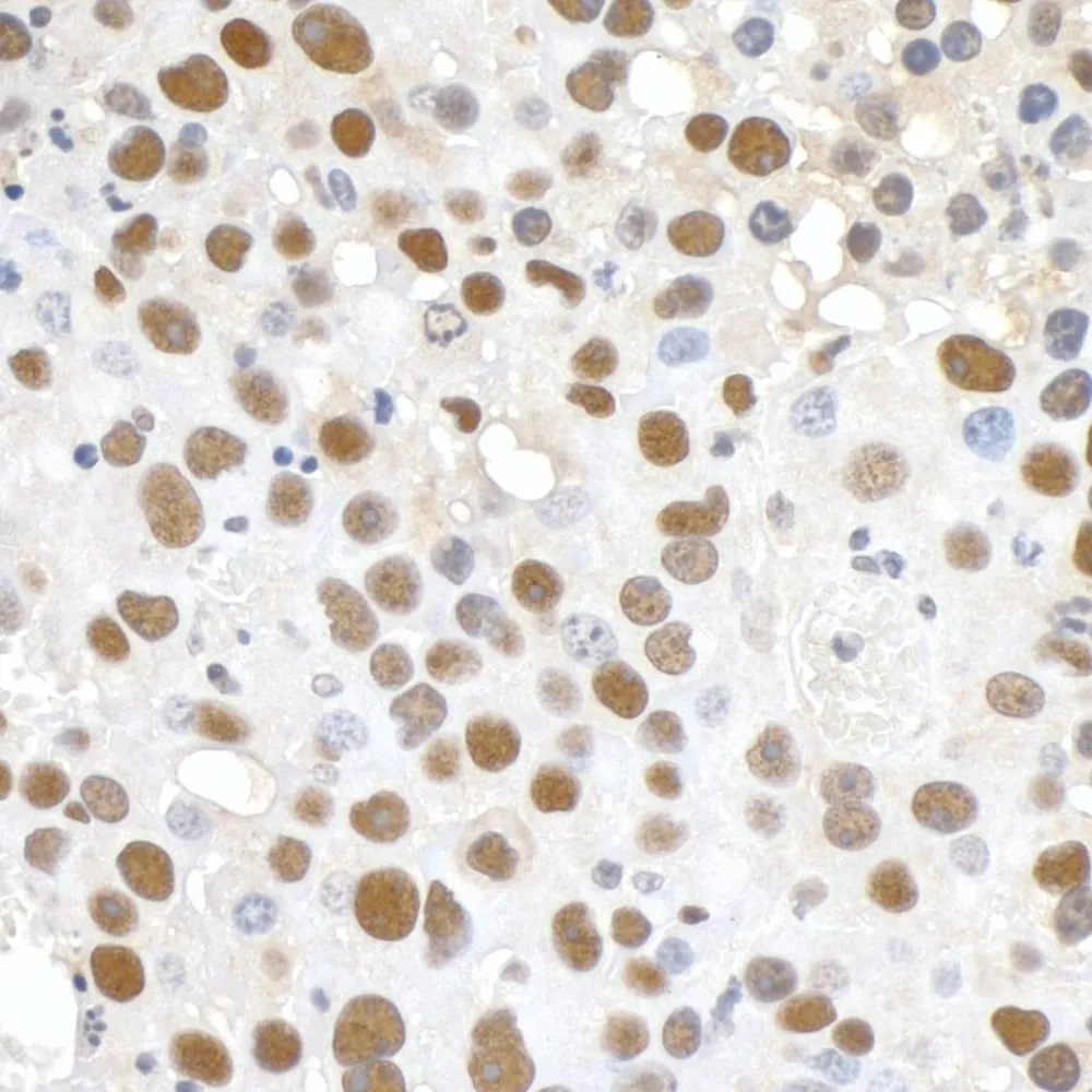 Rabbit anti-Paf1 IHC Antibody, Affinity Purified
