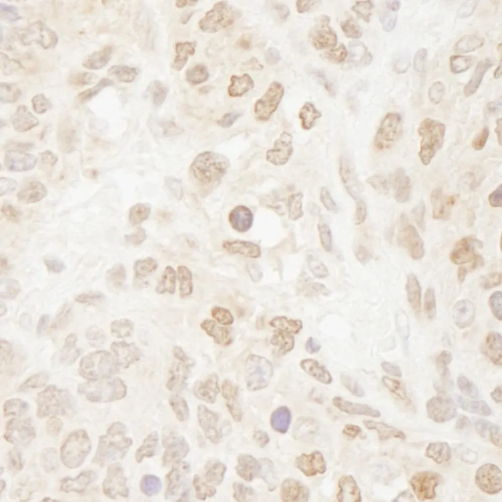 Rabbit anti-Drosha IHC Antibody, Affinity Purified