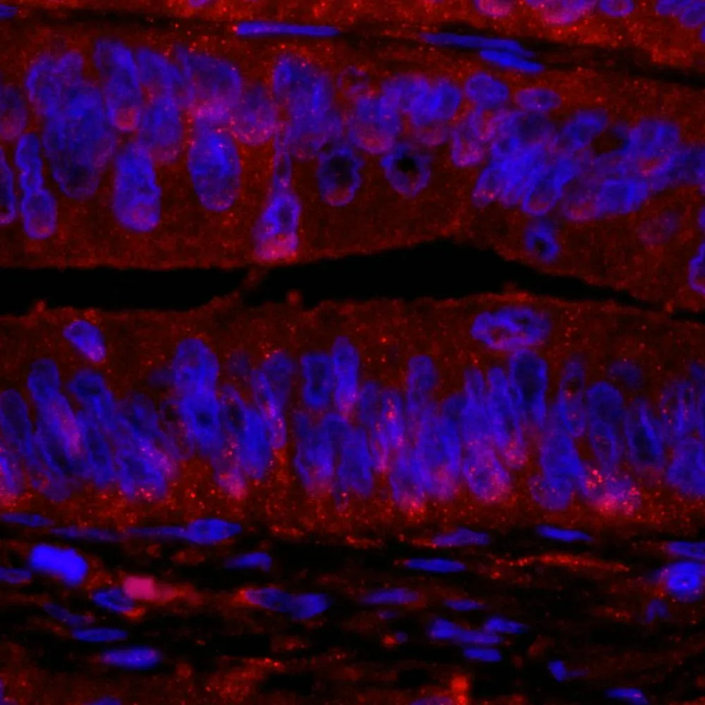 Rabbit anti-RanBP1 IHC Antibody, Affinity Purified