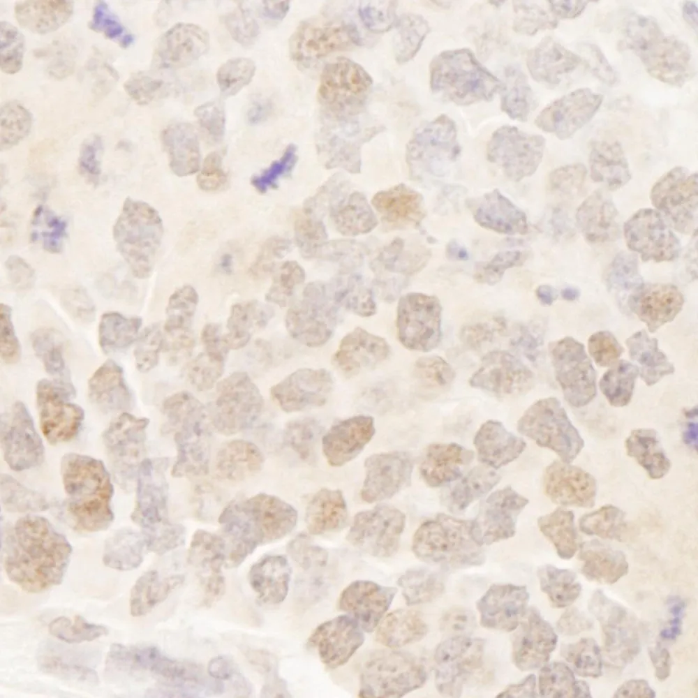 Rabbit anti-MAML3 IHC Antibody, Affinity Purified