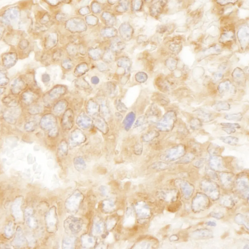 Rabbit anti-RPL7 IHC Antibody, Affinity Purified
