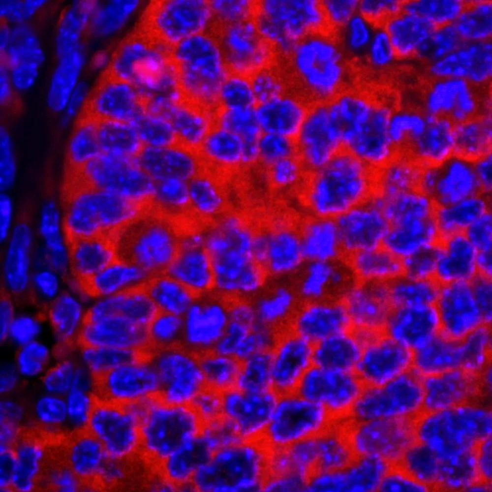 Rabbit anti-eIF2alpha/EIF2S1 IHC Antibody, Affinity Purified