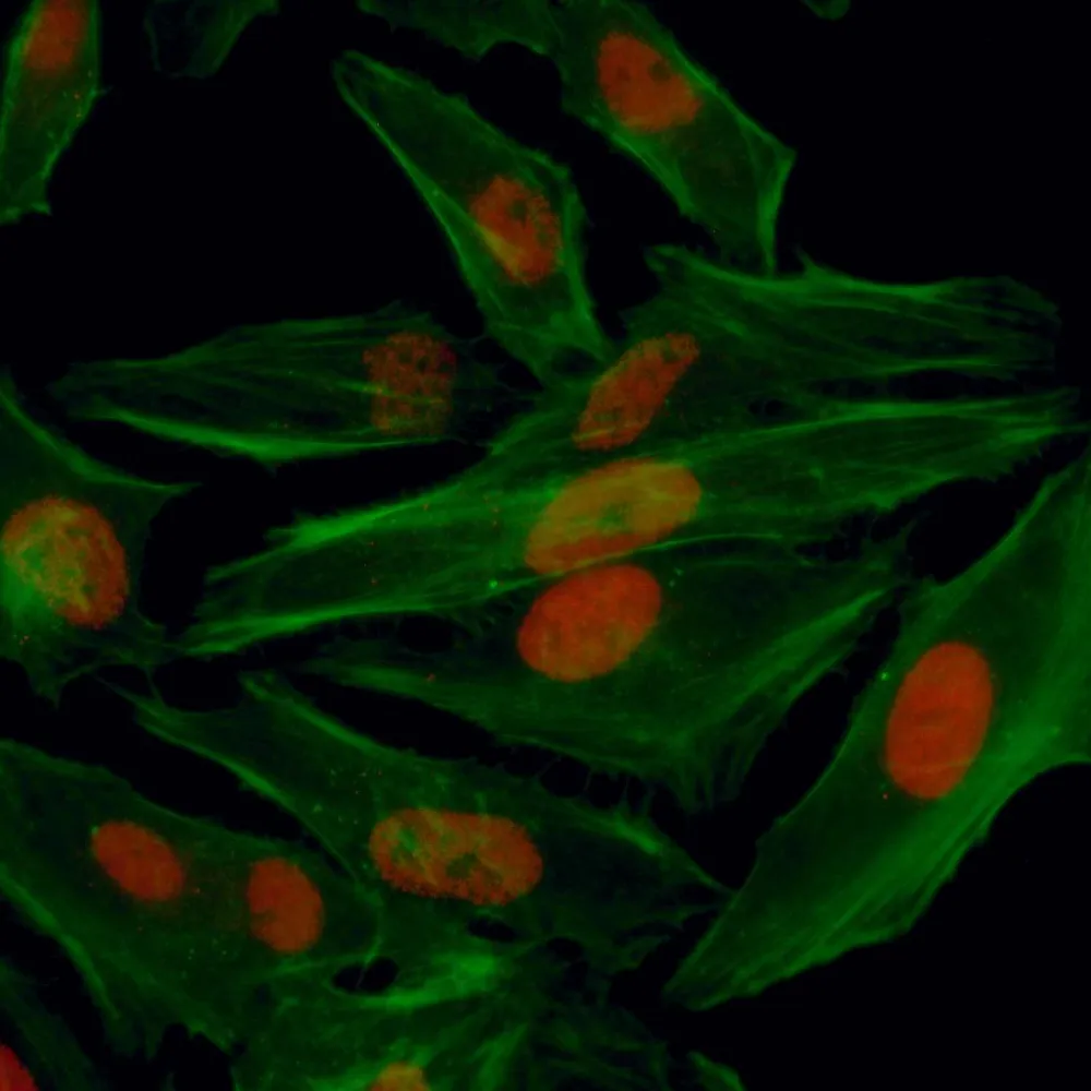 Rabbit anti-HIF1-alpha IHC Antibody, Affinity Purified