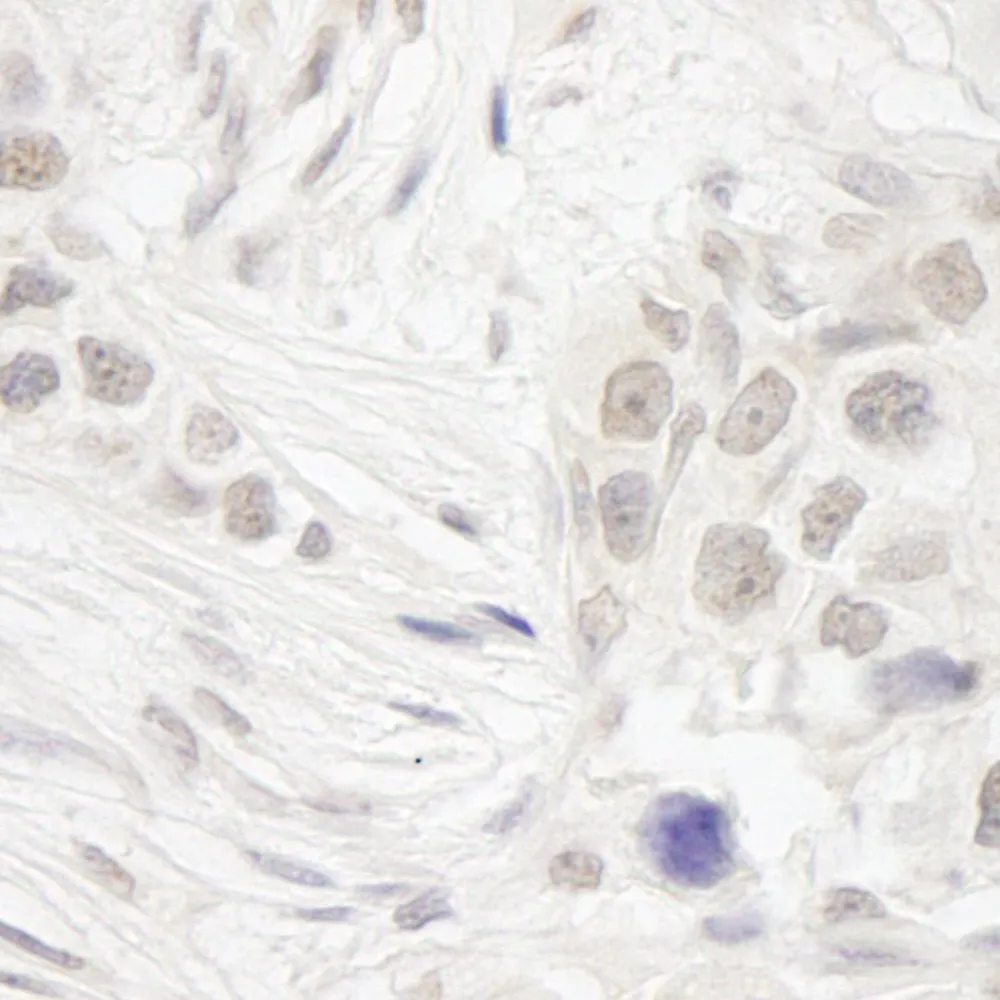 Rabbit anti-DC8 IHC Antibody, Affinity Purified