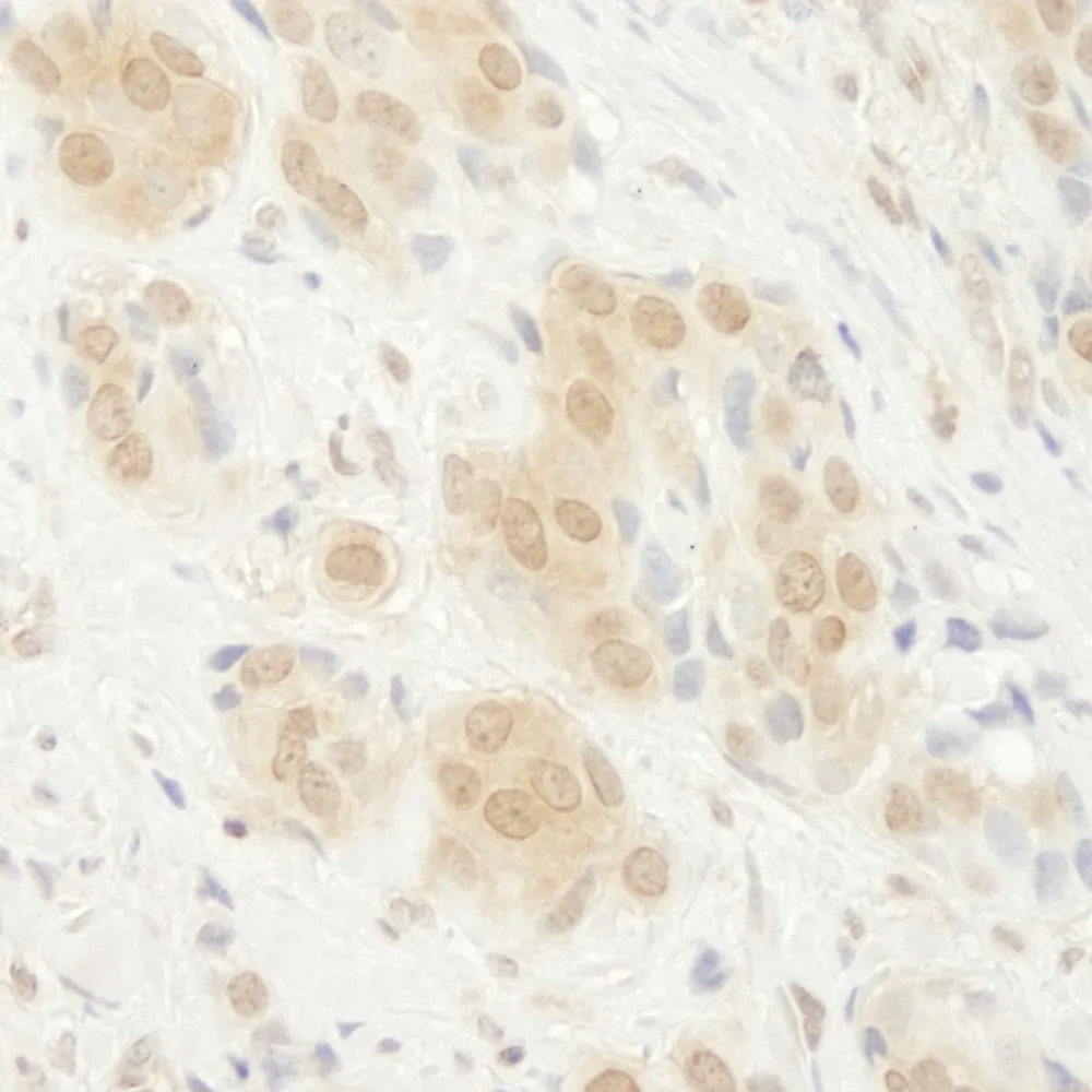 Rabbit anti-ERK2 IHC Antibody, Affinity Purified