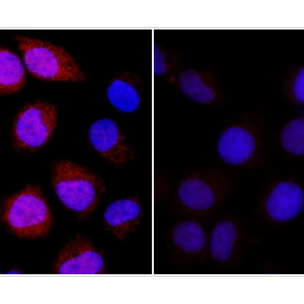 Rabbit anti-REDD1 IHC Antibody, Affinity Purified