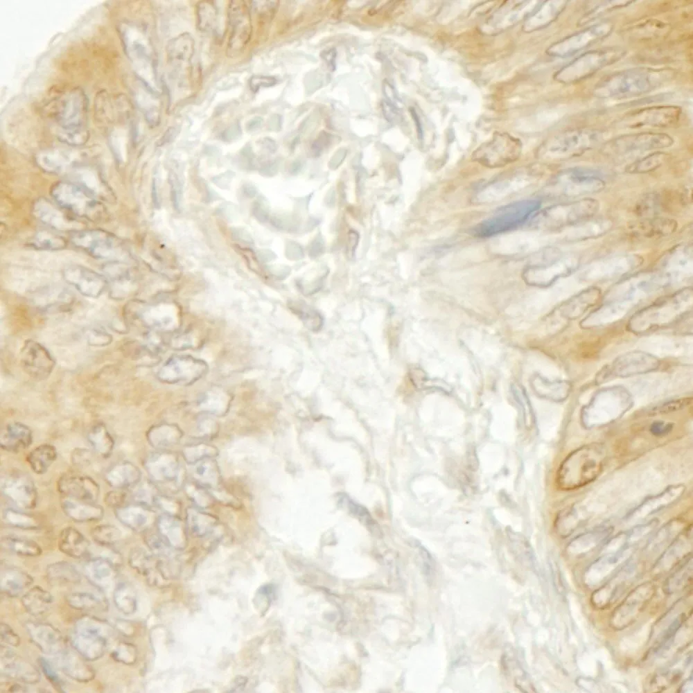 Rabbit anti-BIG2/ARFGEF2 IHC Antibody, Affinity Purified
