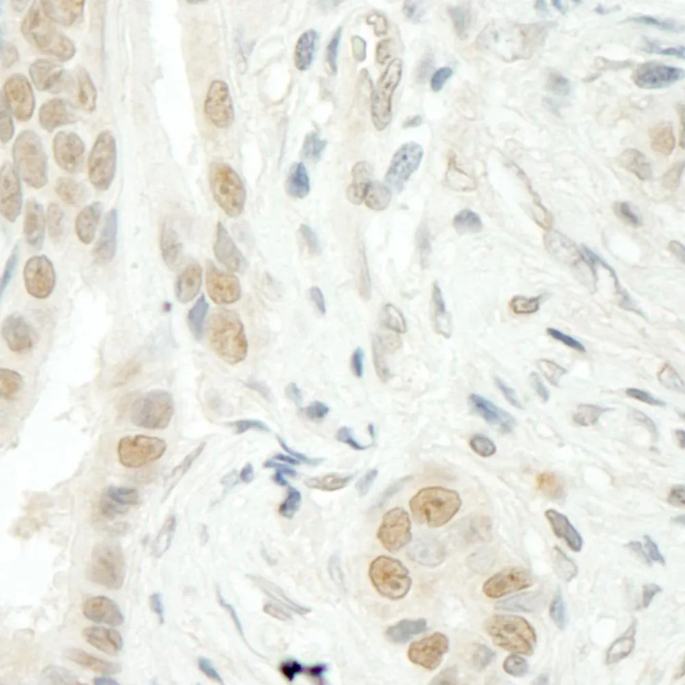 Rabbit anti-THOC5 IHC Antibody, Affinity Purified