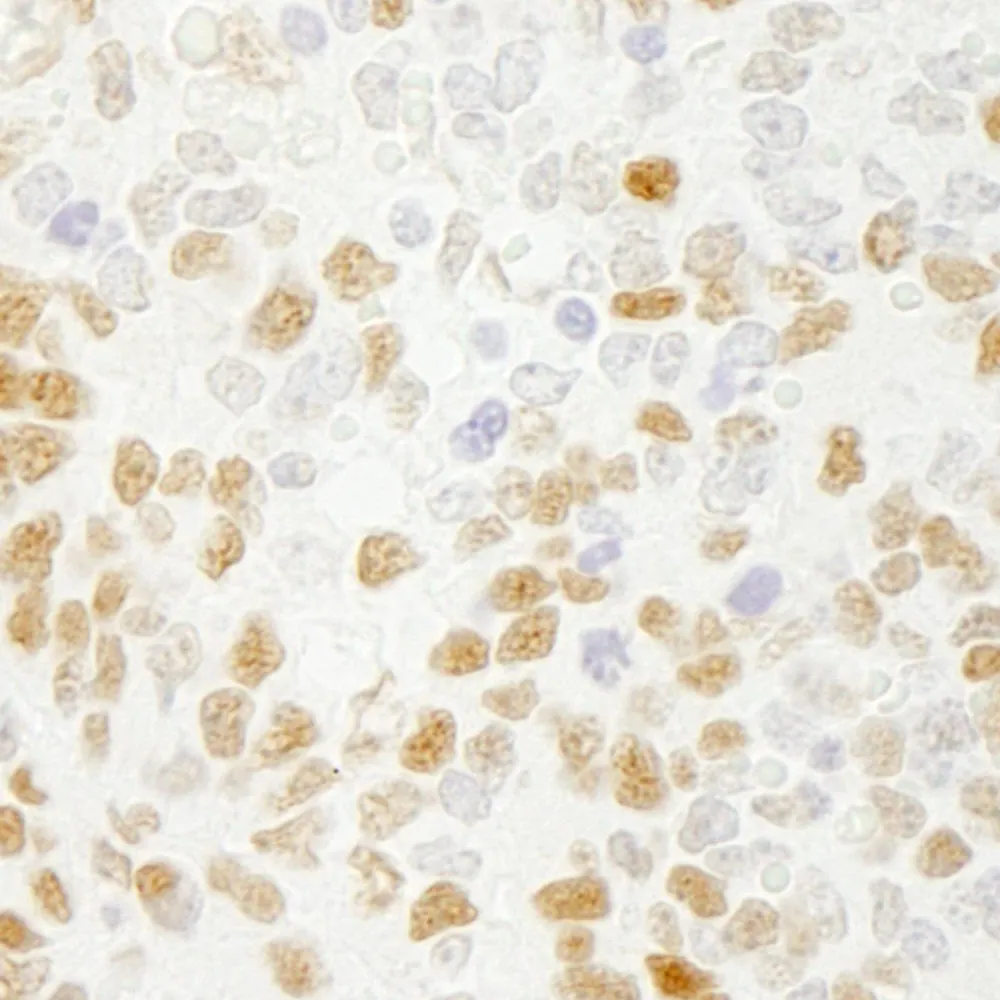 Rabbit anti-QKI IHC Antibody, Affinity Purified