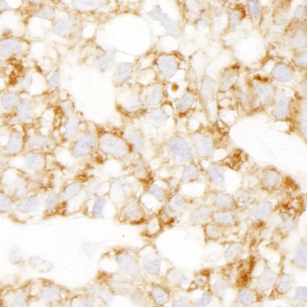 Rabbit anti-Prohibitin IHC Antibody, Affinity Purified