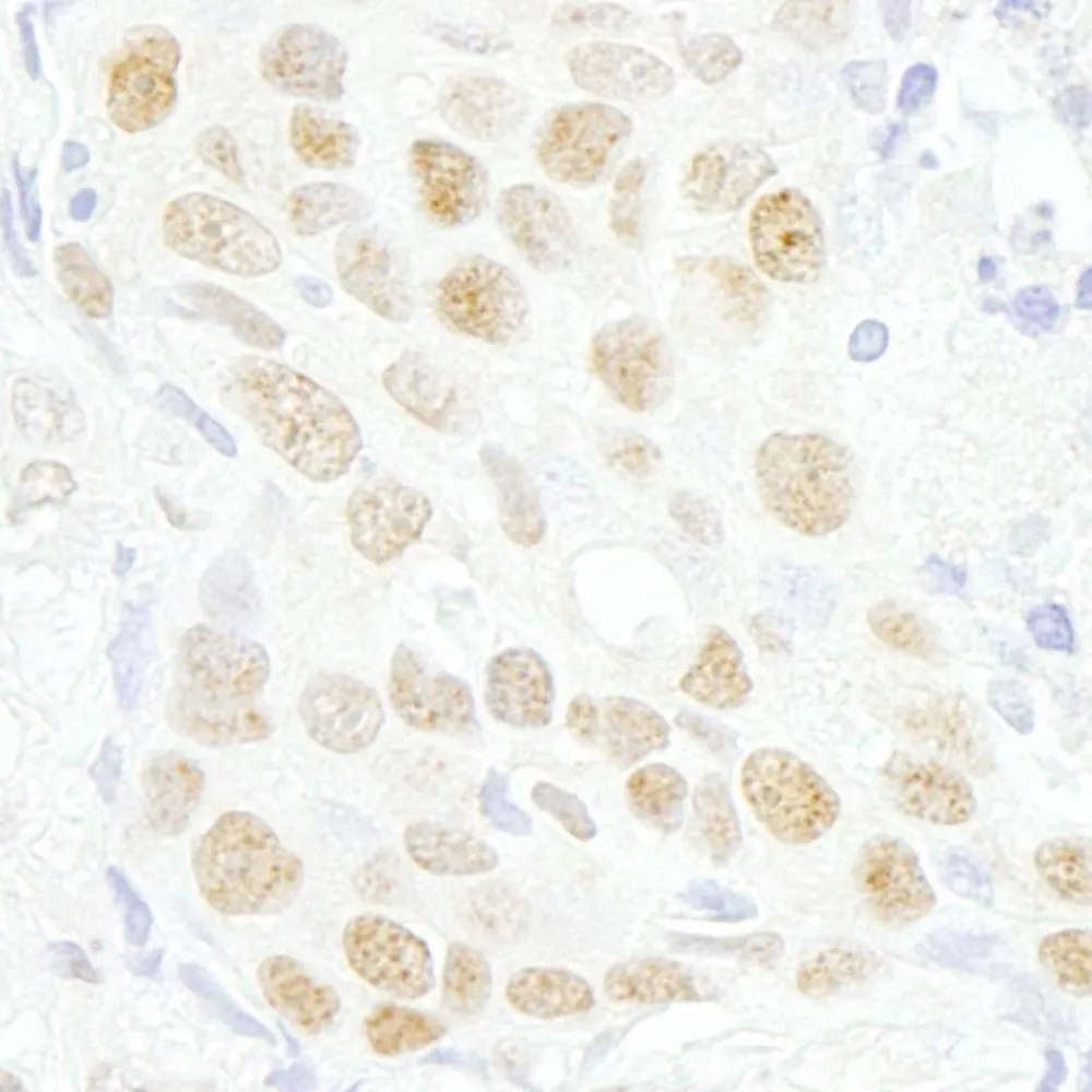 Rabbit anti-MAZ/SAF-1 IHC Antibody, Affinity Purified