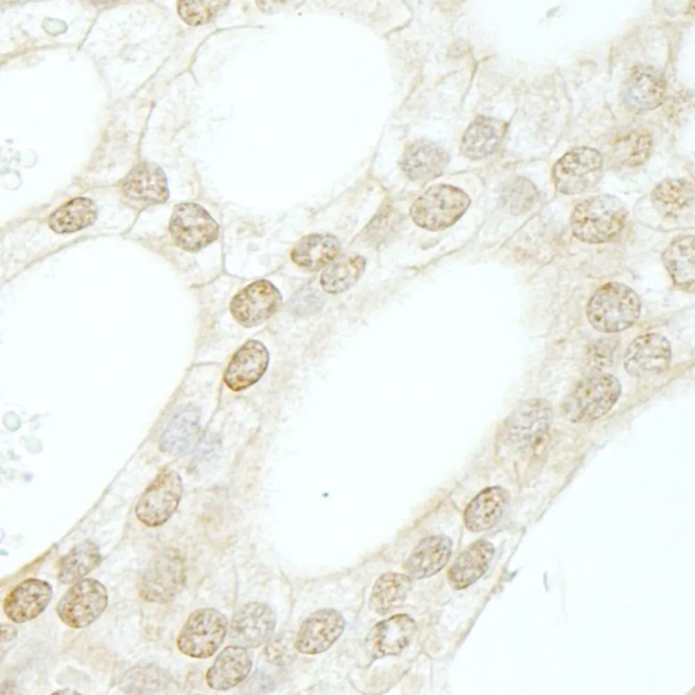 Rabbit anti-B-Myb IHC Antibody, Affinity Purified