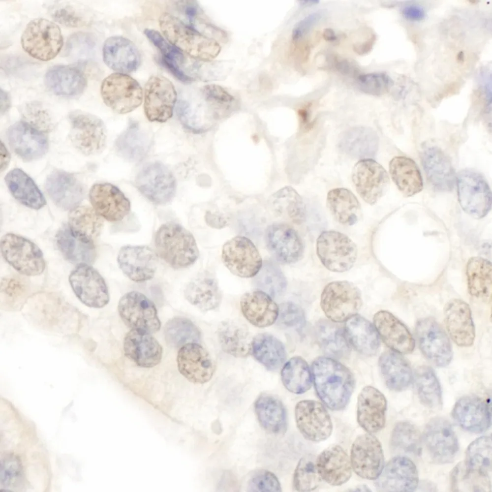 Rabbit anti-E2F4 IHC Antibody, Affinity Purified