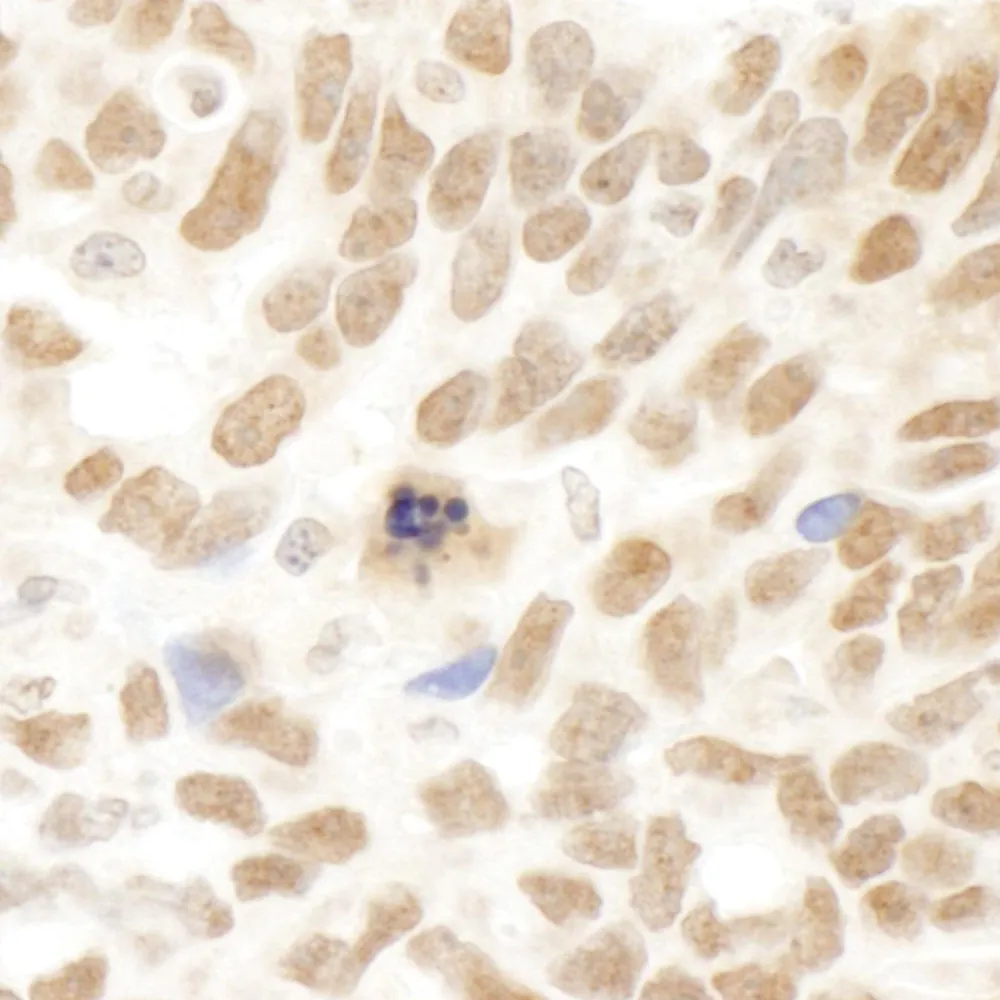 Rabbit anti-Abraxas IHC Antibody, Affinity Purified
