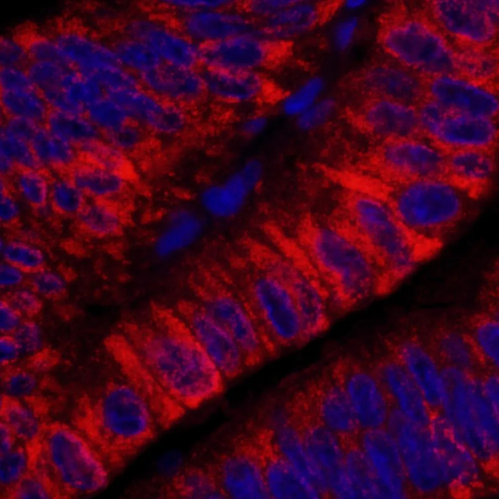 Rabbit anti-ARHGEF5 IHC Antibody, Affinity Purified
