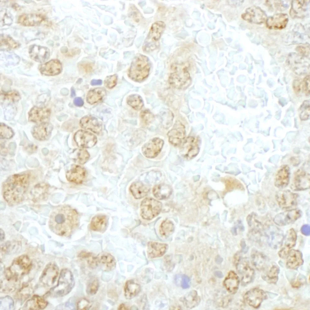 Rabbit anti-NCBP1/CBP80 IHC Antibody, Affinity Purified