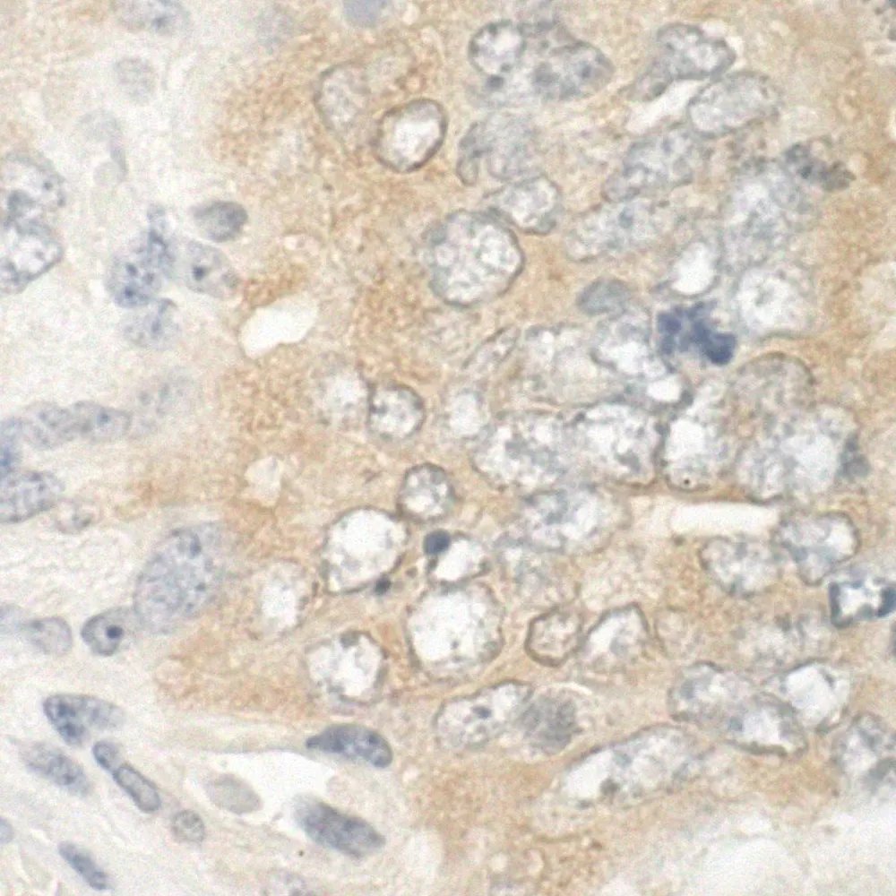 Rabbit anti-EB1 IHC Antibody, Affinity Purified