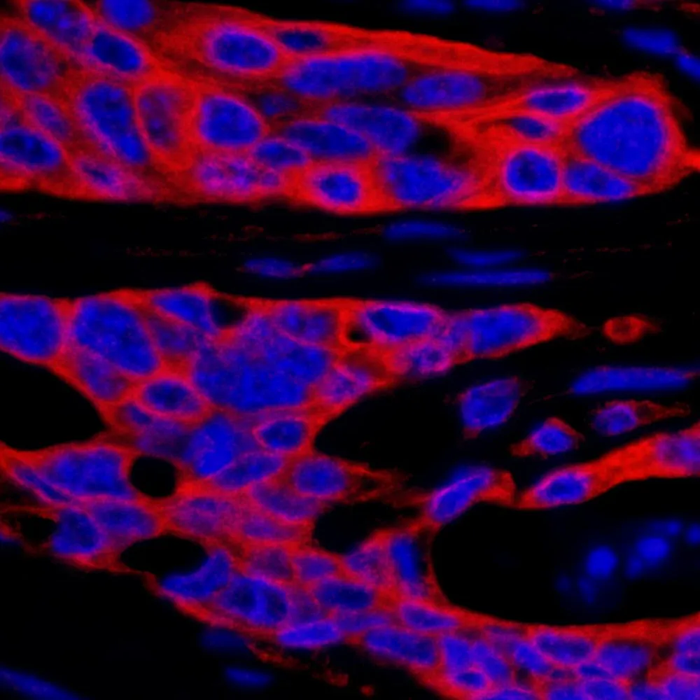 Rabbit anti-SPAK IHC Antibody, Affinity Purified