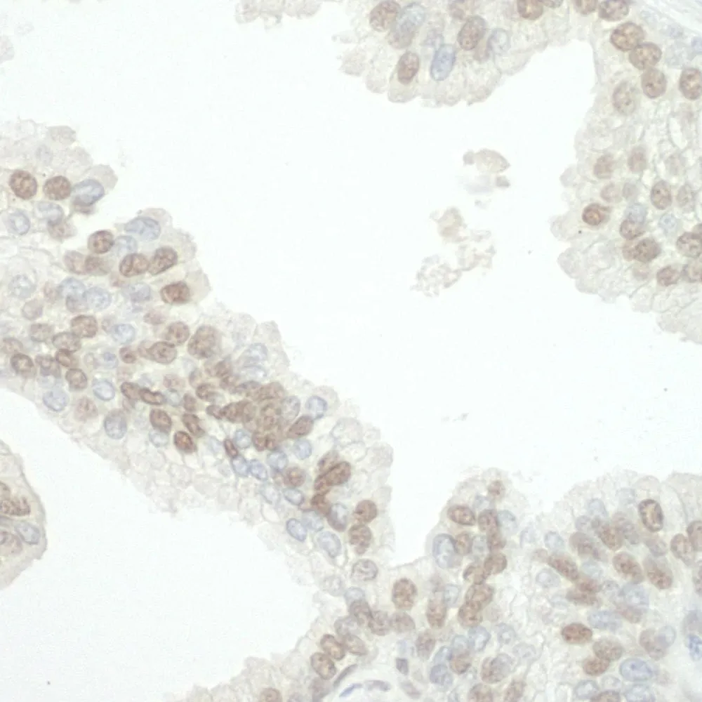 Rabbit anti-CBX7 IHC Antibody, Affinity Purified
