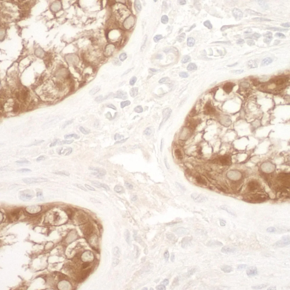 Rabbit anti-Vinculin IHC Antibody, Affinity Purified
