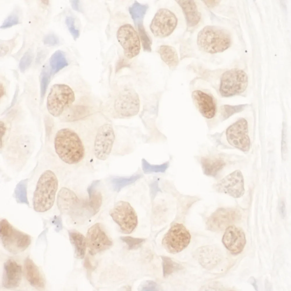 Rabbit anti-NRIP IHC Antibody, Affinity Purified