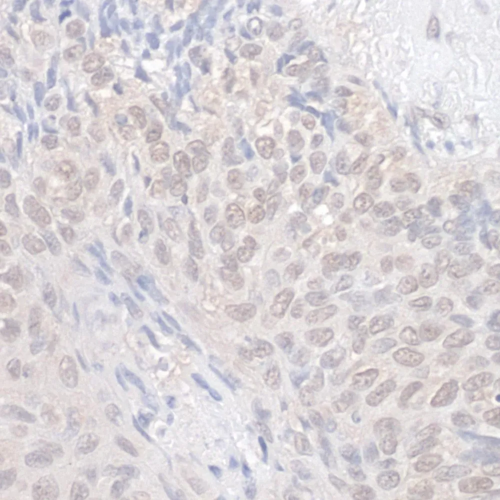 Rabbit anti-NEK7 IHC Antibody, Affinity Purified