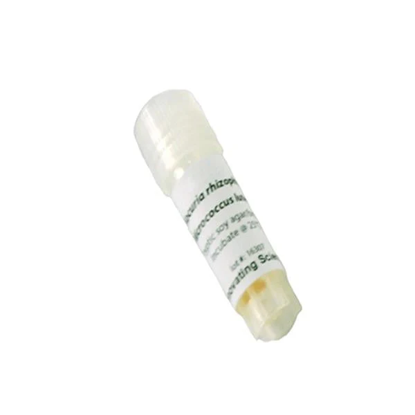 Bacillus Subtilis Freeze Dried Culture W/O Transfer Media