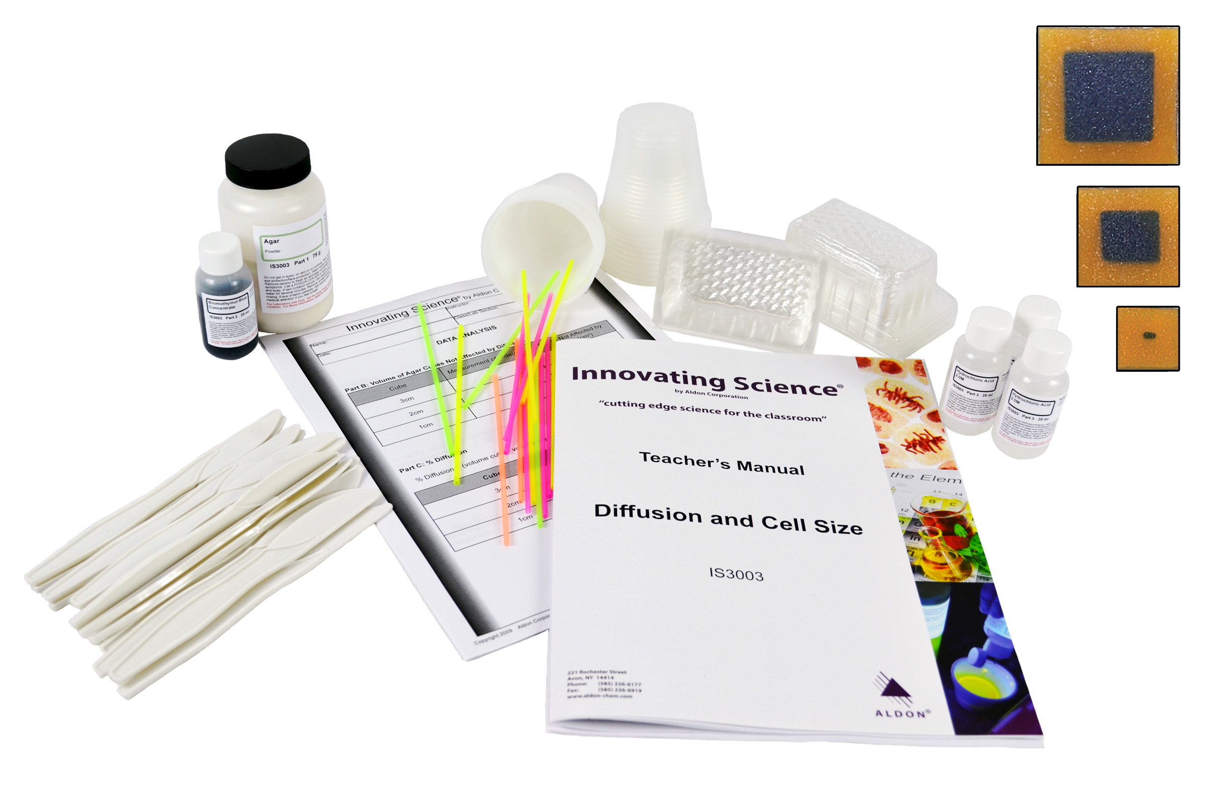 Diffusion And Cell Size Lab Activity