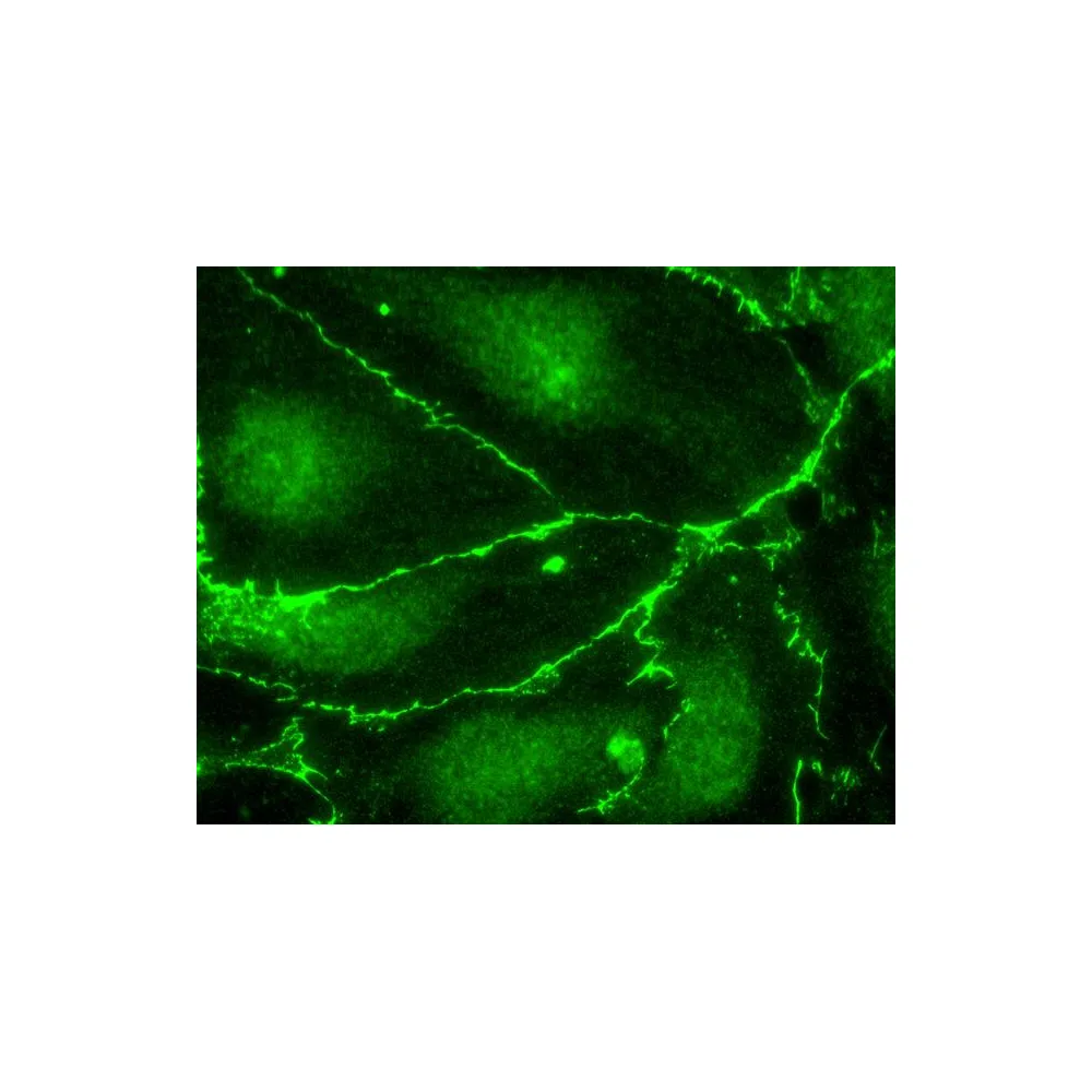 Goat anti-ECS (DYKDDDDK) Tag Antibody Agarose Immobilized