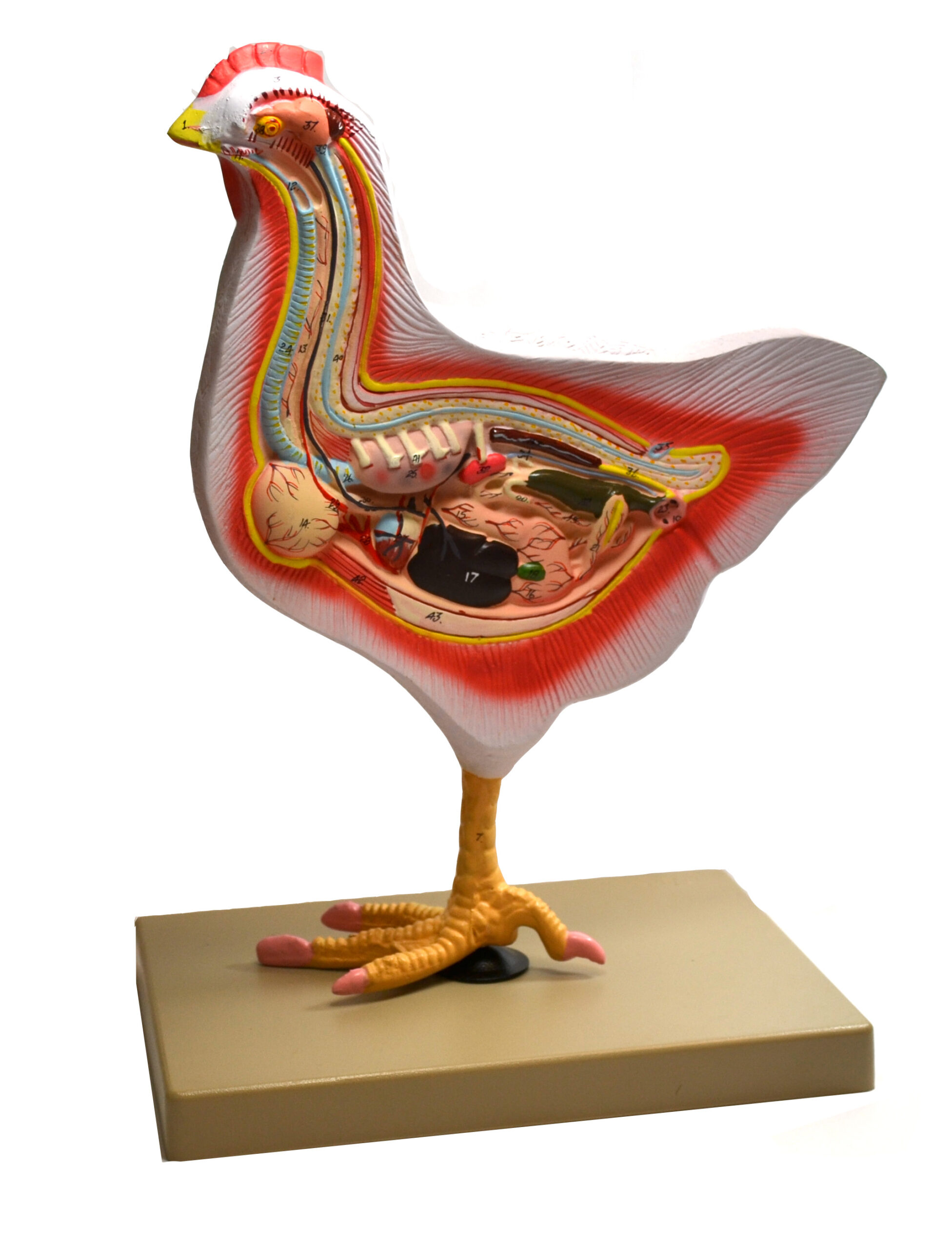 Model Bird Dissection, Rooster