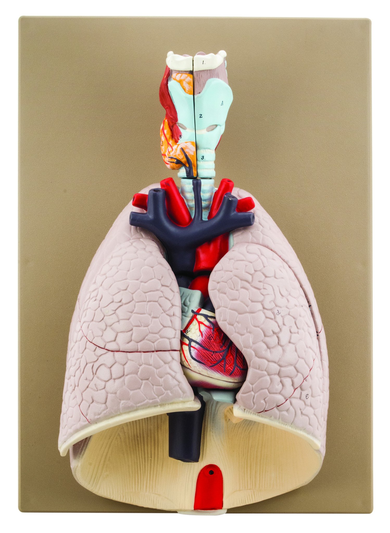 Advanced Heart & Lungs Model - Life Size - 7 Removable Parts - Hand Painted - Designed by Medical Professionals