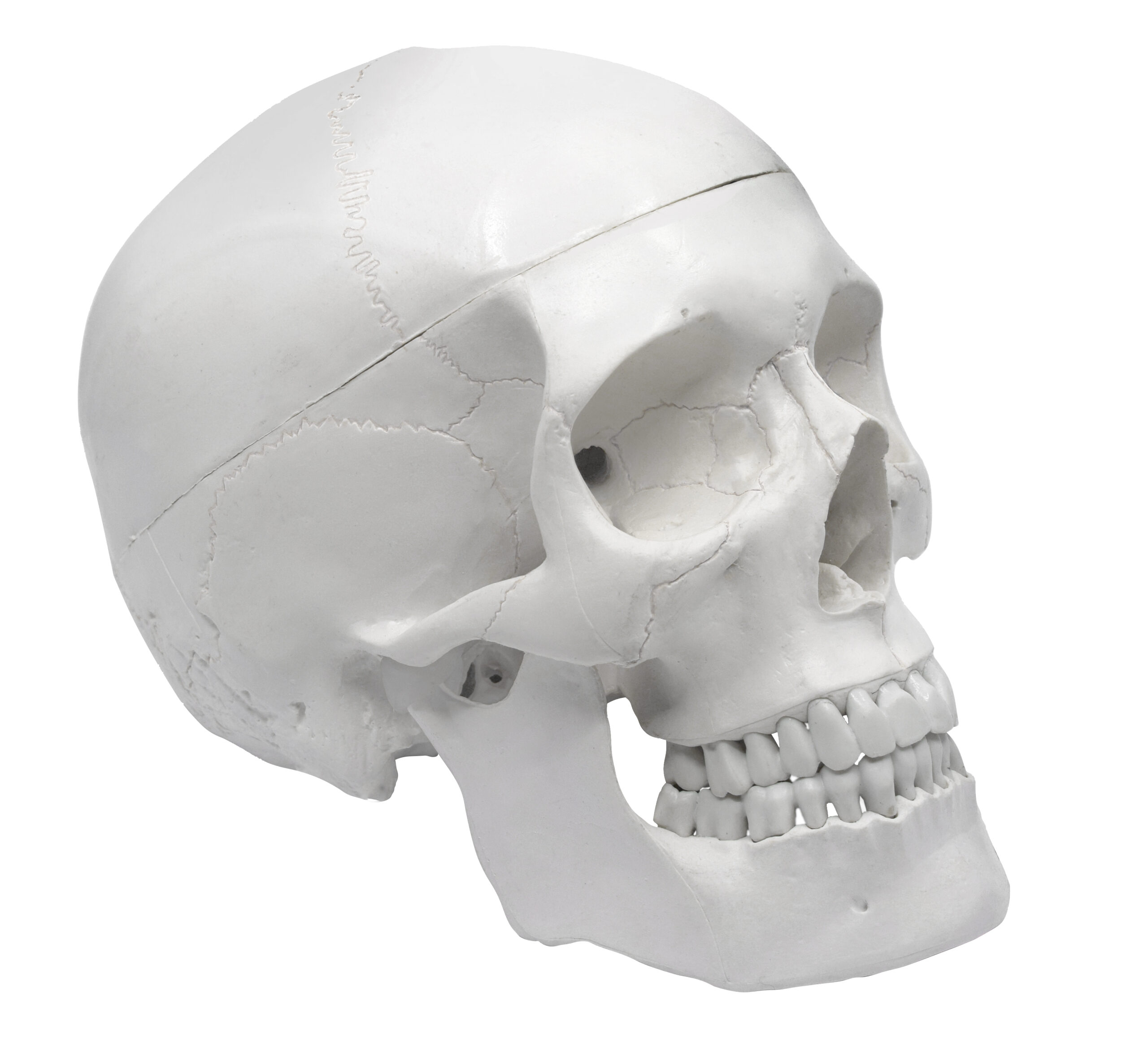 Human Adult Skull Model, 3 Part - Medical Quality Anatomical Replica - 9" Height - Removable Skull Cap, Shows Most Major Foramen, Fossa, and Canals - Articulated Mandible