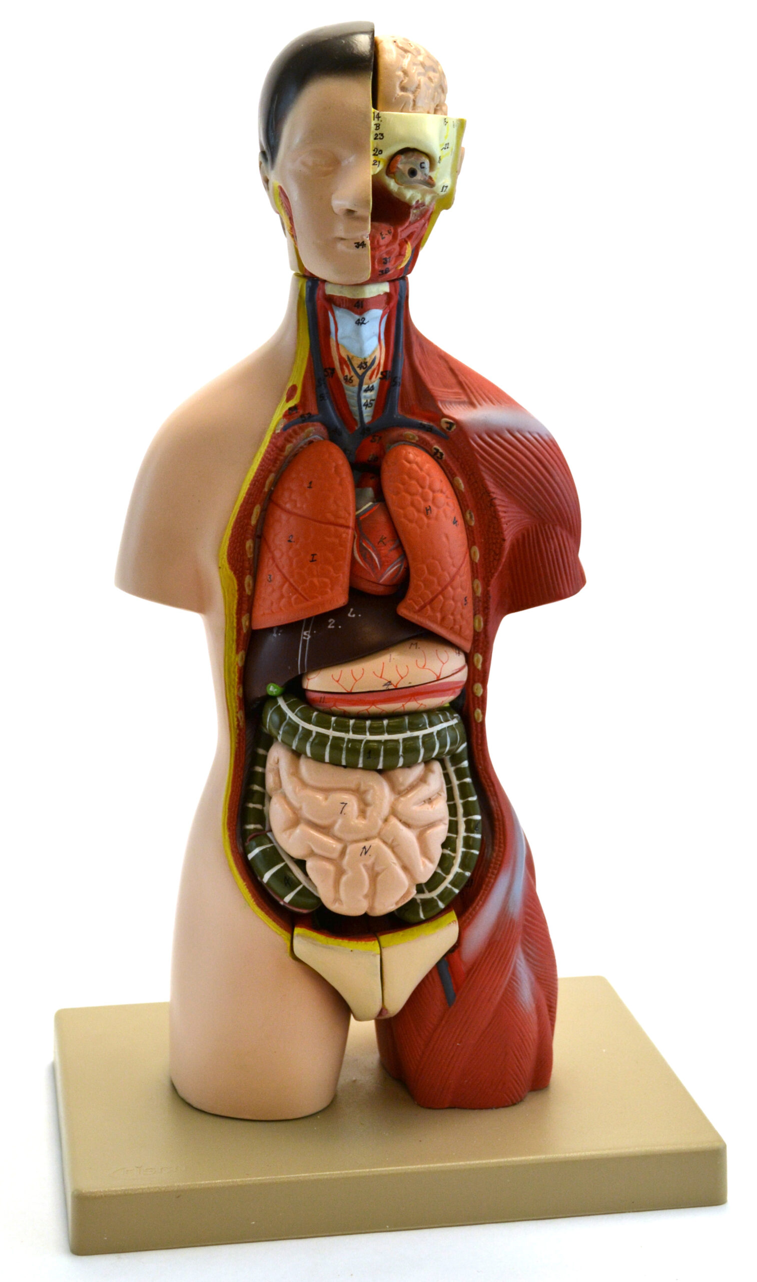 Adult Torso Anatomical Model with Head, 16 parts, Half-Size, Approx. 18" Height