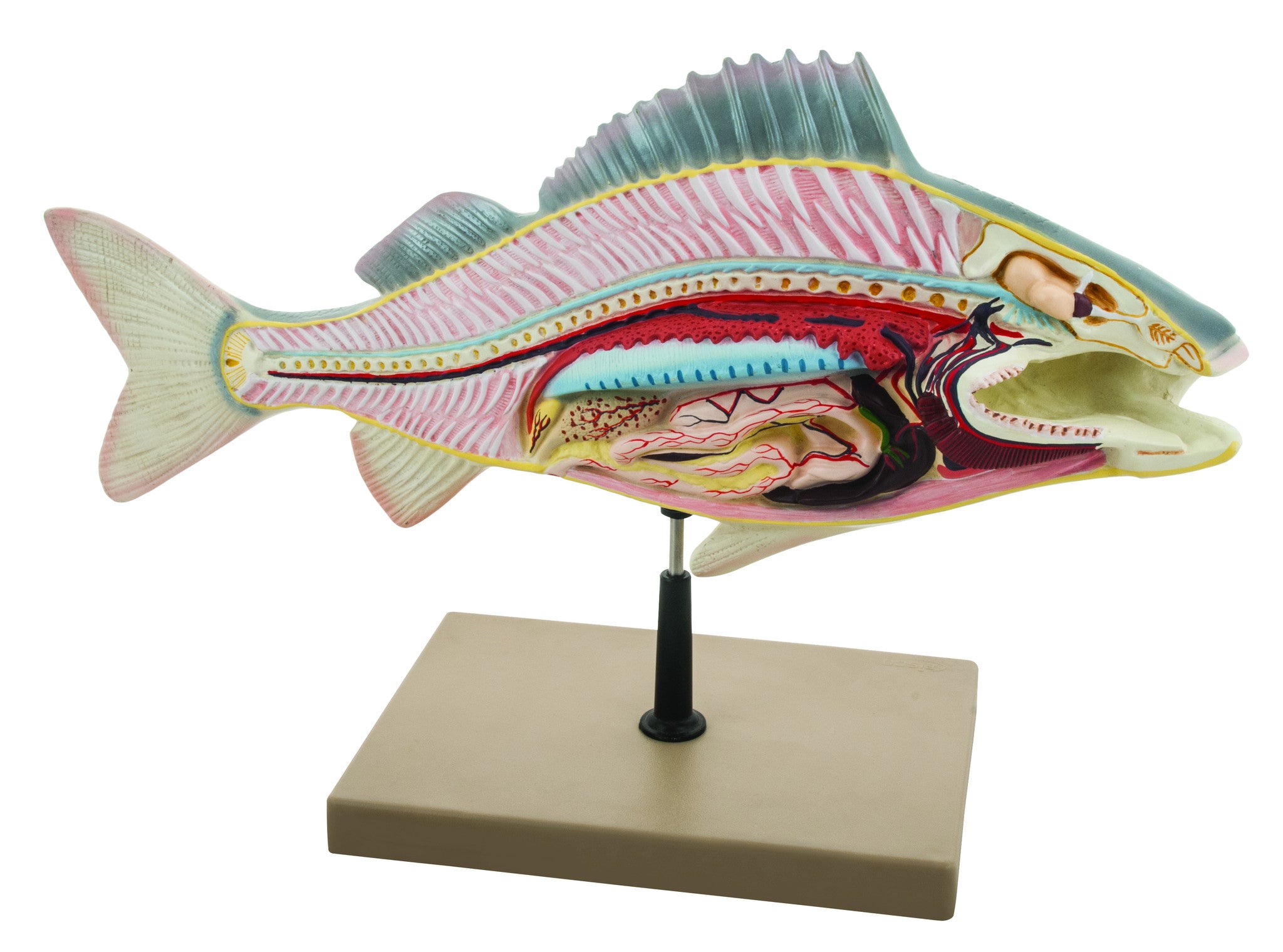Fish Dissection Model (Perch); fish 19.5 inches long